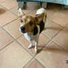 Shira sucht ein liebevolles Zuhause