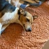 Shira sucht ein liebevolles Zuhause