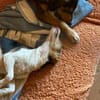 Shira sucht ein liebevolles Zuhause