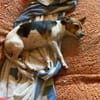 Shira sucht ein liebevolles Zuhause