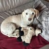 Romeo - lieb, freundlich, verschmust