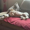 Romeo - lieb, freundlich, verschmust