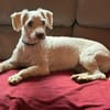 Romeo - lieb, freundlich, verschmust
