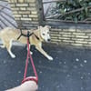 Bolt ist in Deutschland