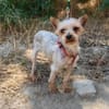 Soli ein liebes Yorkie Mädchen