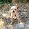 Soli ein liebes Yorkie Mädchen