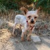 Soli ein liebes Yorkie Mädchen