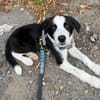 Koda - wartet in 68309 Mannheim