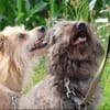 ***LILLY und ROXY!***
