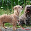 ***LILLY und ROXY!***