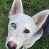 Hundedame FREYA wurde ausgesetzt