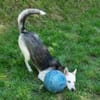 Hundedame FREYA wurde ausgesetzt