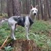 Hundedame FREYA wurde ausgesetzt
