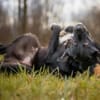 MOBBY - lieber&intelligenter Hundebub