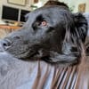 Lebensfrohe RINA sucht ihr forever home