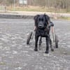 Lebensfrohe RINA sucht ihr forever home
