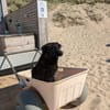 Lebensfrohe RINA sucht ihr forever home