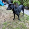 Wunderschöne💕Miley💕sucht ein Zuhause