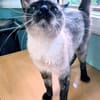 Zutrauliche Katze Megan
