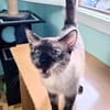 Zutrauliche Katze Megan