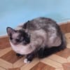 Zutrauliche Katze Megan
