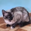 Zutrauliche Katze Megan