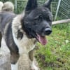 American Akita Amy