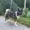 American Akita Amy
