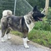 American Akita Amy