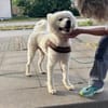 Samojedenrüde Melvin