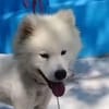 Samojedenrüde Melvin