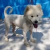 Samojedenrüde Melvin