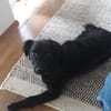Die süße Amber ❤sucht ihre Familie