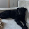 Die süße Amber ❤sucht ihre Familie