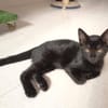 Liebevolles Katzenmädchen Lola