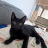 Liebevolles Katzenmädchen Lola