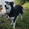 Ciccio-wartet auf Pflegestelle in Berlin