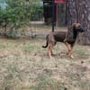 3 sportl. Welpen su. Zuhause