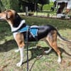 Toby - unkomplizierter Rüde