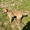 Leo 60 cm (Pflegestelle)