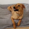 Leo 60 cm (Pflegestelle)