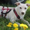 Sabrina auf Pflegestelle in Bayern