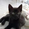 Sanftes Katzenmädchen Lis