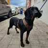 Guillermo