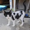 Doppeltes Fleckenglück sucht Zuhause!
