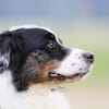 Balou su. erfahrene Besitzer