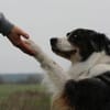 Balou su. erfahrene Besitzer