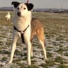 lieber, kastrierter Filipe, 54 cm sucht