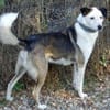 lieber, kastrierter Filipe, 54 cm sucht