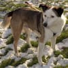 lieber, kastrierter Filipe, 54 cm sucht